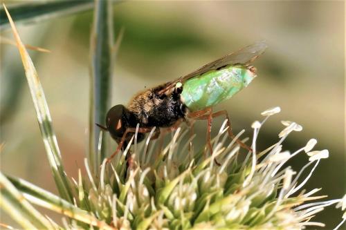 Réf. 306 848 : Odontomyia angulata